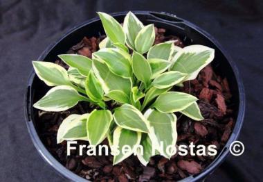Hosta Daisy Doolittle