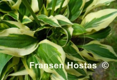 Hosta Daisy Doolittle