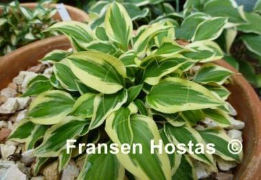 Hosta Daisy Doolittle