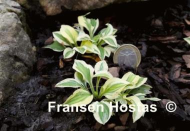 Hosta Daisy Doolittle