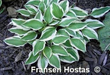 Hosta Daisy Doolittle