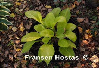 Hosta Dalton's Pick