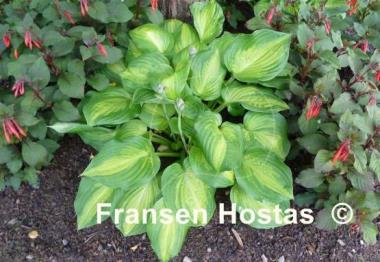 Hosta Dance with Me