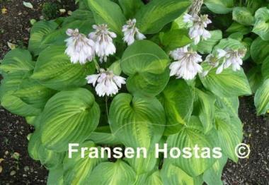 Hosta Dance with Me