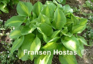 Hosta Dance with Me