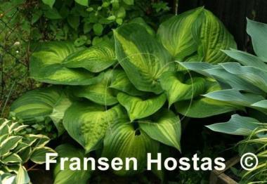 Hosta Dance with Me