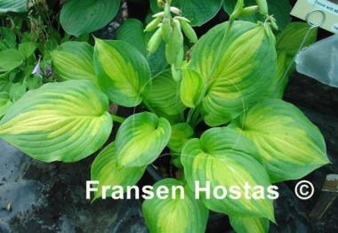 Hosta Dance with Me