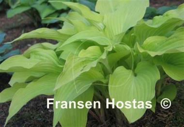 Hosta Dancing Crane