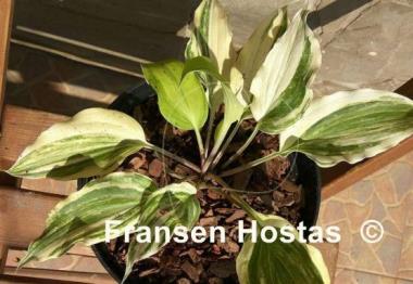 Hosta Dancing Demon