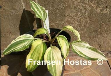 Hosta Dancing Demon