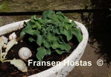 Hosta Dancing Mouse