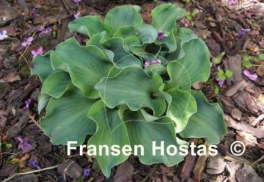 Hosta Dancing Mouse