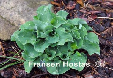 Hosta Dancing Mouse