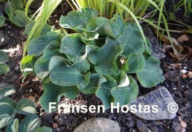 Hosta Dancing Mouse