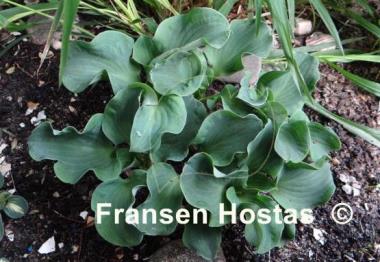 Hosta Dancing Mouse