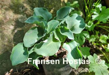 Hosta Dancing Mouse