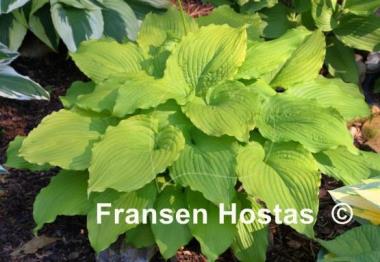 Hosta Dancing Queen