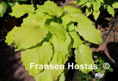 Hosta Dancing Queen