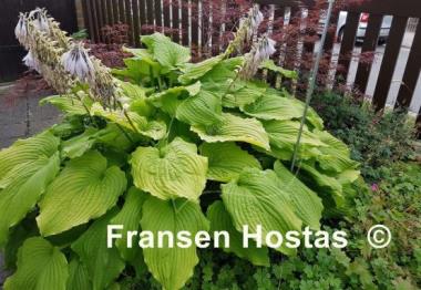 Hosta Dancing Queen
