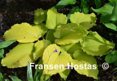 Hosta Dancing Queen