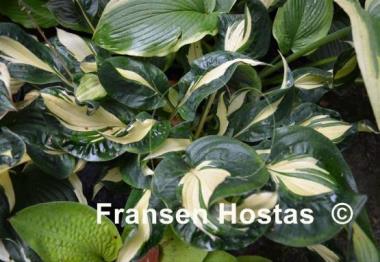 Hosta Dancing Stars