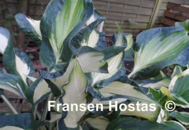 Hosta Dancing Stars