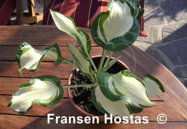 Hosta Dancing in the Rain