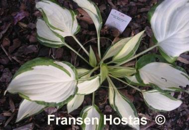 Hosta Dancing in the Rain