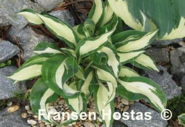 Hosta Dancing in the Rain