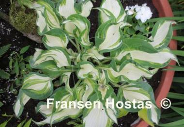 Hosta Dancing in the Rain