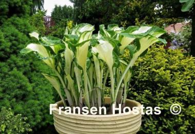 Hosta Dancing in the Rain