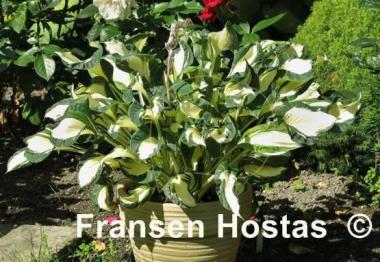 Hosta Dancing in the Rain