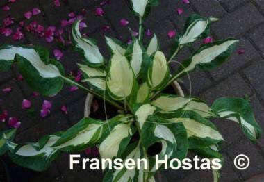 Hosta Dancing in the Rain