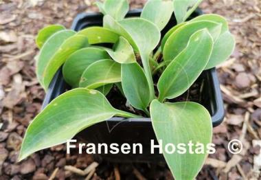 Hosta Dancing out of Time