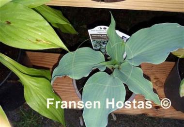 Hosta Dancing with Dragons
