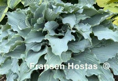 Hosta Dancing with Dragons