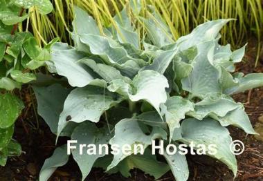 Hosta Dancing with Dragons