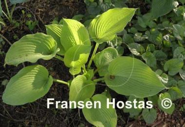 Hosta Dandy Lion