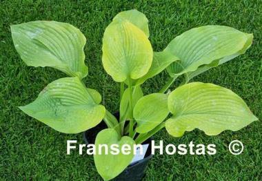 Hosta Dandy Lion
