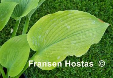 Hosta Dandy Lion