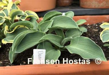 Hosta Danish Mouse