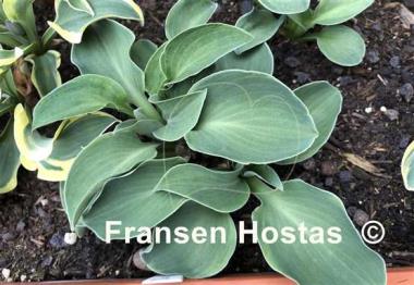 Hosta Danish Mouse