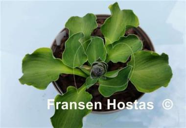 Hosta Danish Mouse