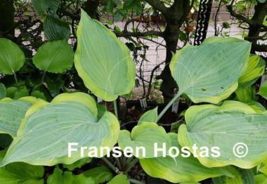 Hosta Danubie Isla