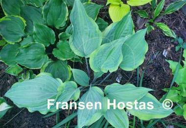 Hosta Danubie Isla