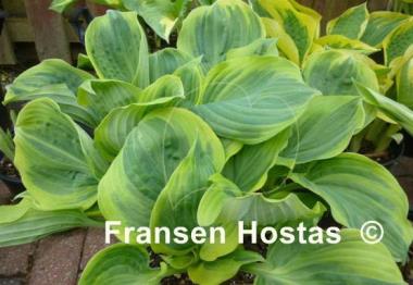 Hosta Dark Shadows