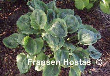 Hosta Dark Shadows