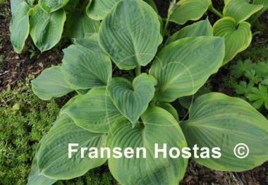 Hosta Dark Shadows