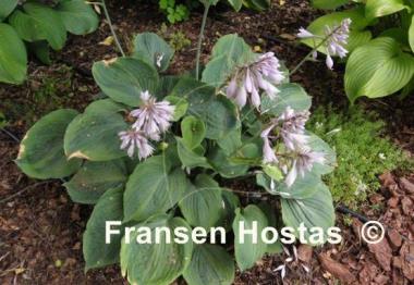 Hosta Dark Shadows