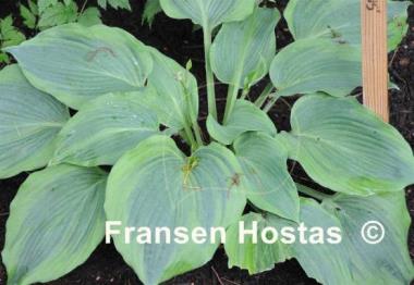 Hosta Dark Shadows